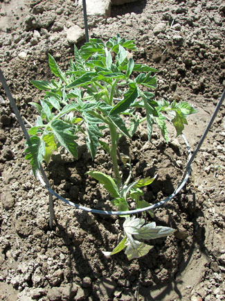 How to plant tomatoes